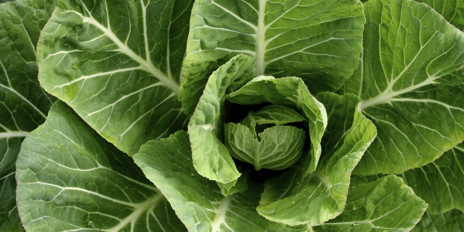 Collard Greens