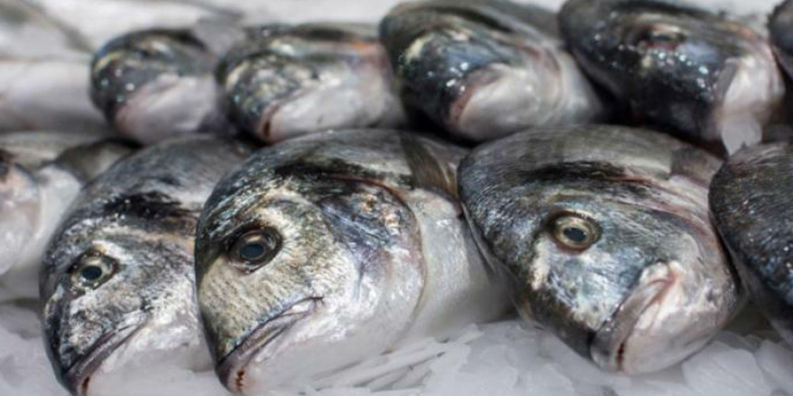 Fish Heads