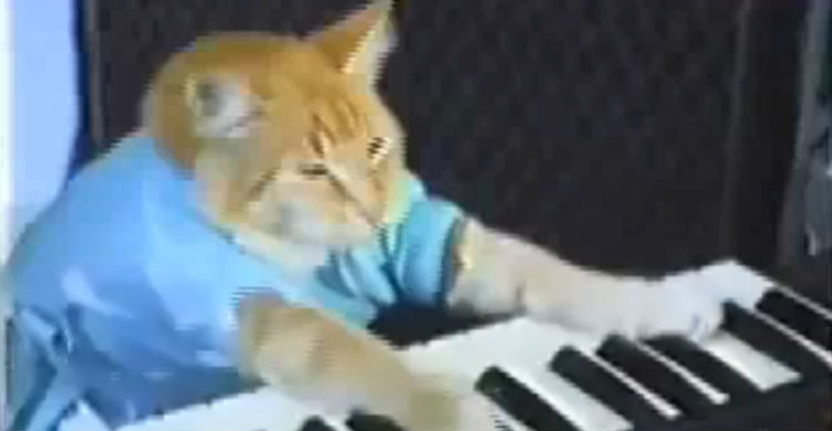 Keyboard Cat
